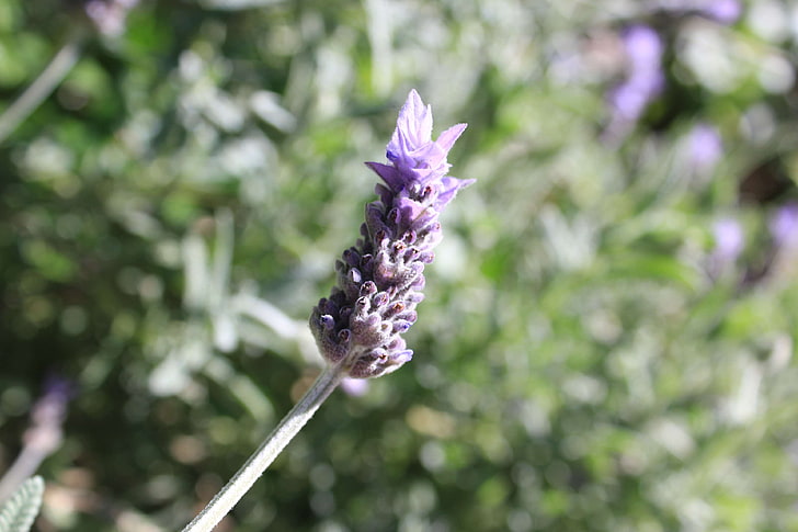 blurred background, garden, lavender, HD wallpaper