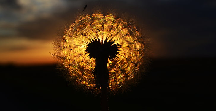 \flower in silhouette photography, the sun, sunset, dandelion, HD wallpaper