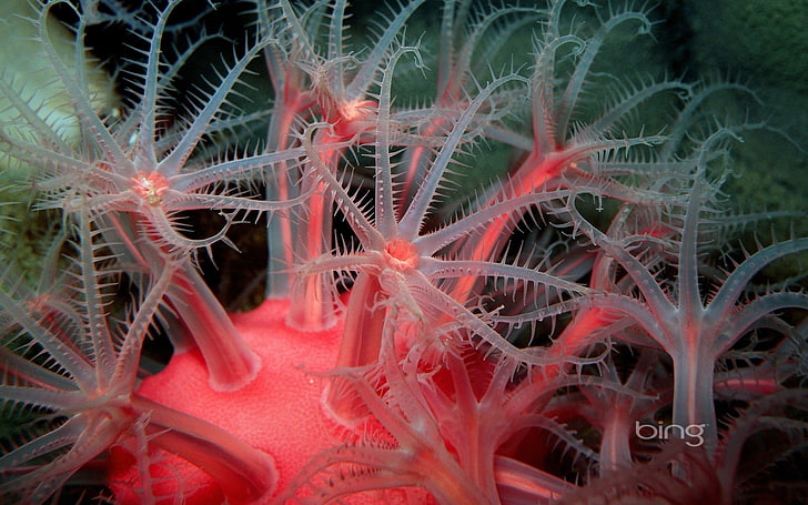 corail blanc et rose, corail, sous l'eau, tentacule, Fond d'écran HD