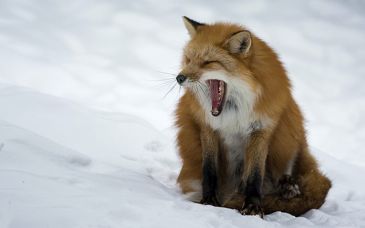 Fox, Yawn, Aggression, Predator, Snow, HD wallpaper