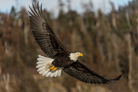 Bald Eagle flying beside brown trees at daytime, Bald Eagle, In-flight, brown, trees, daytime, bif, wings, Lens, bird, eagle - Bird, bird of Prey, wildlife, nature, animal, animals In The Wild, carnivore, flying, uSA, beak, dom, animals Hunting, feather, hawk - Bird, animal Wing, HD wallpaper HD wallpaper
