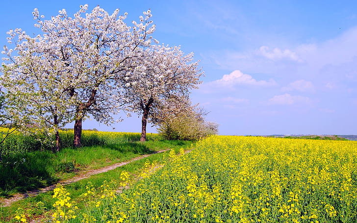 Германия пролетна природа природа, полета, цветя, синьо небе, жълто рапично поле, Германия, Пролет, Природа, Декорации, Поля, Цветя, Синьо, Небо, HD тапет