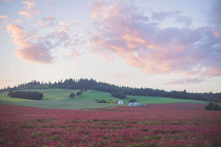 field, flowers, mcminnville oregon, red, wine country, HD wallpaper