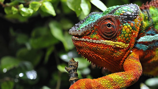nature, animals, wildlife, chameleons, reptiles, HD wallpaper HD wallpaper