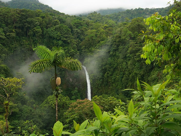 Джунгла, буйна, дъждовна гора, тропически, водопад, вода, дървета, хартия, джунгла, природа, дърво, зелен, HD тапет