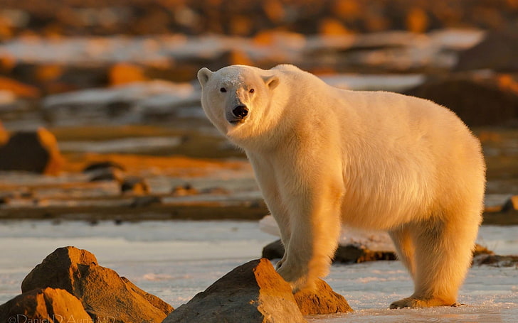 полярна мечка, полярна мечка, стойка, светлини, големи, HD тапет
