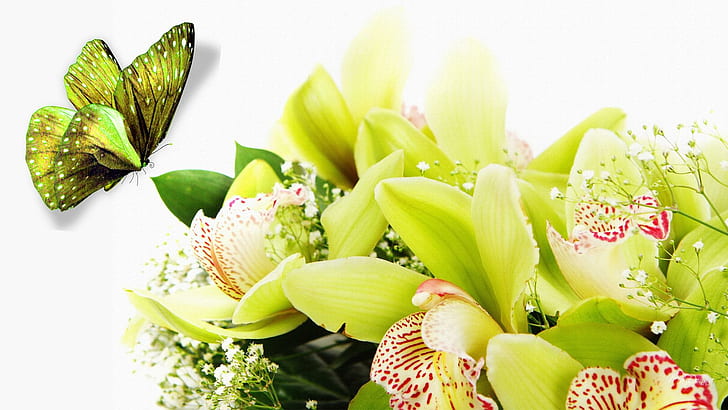 Gorgeous Green, firefox persona, floral, summer, butterfly, green, flowers, lily, lilies, 3d and abstract, HD wallpaper