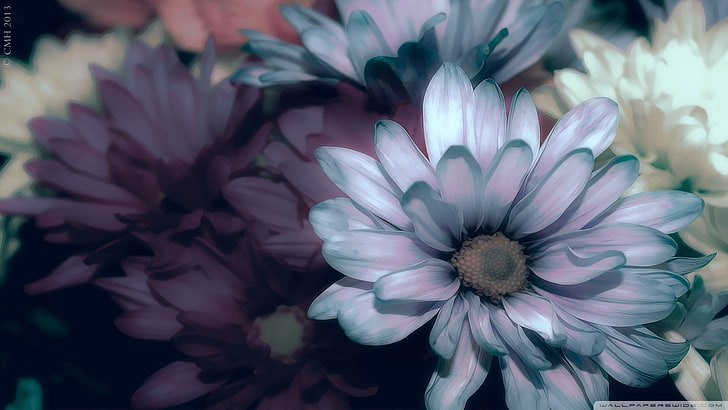flores blancas y azules, naturaleza, flores, filigrana, Fondo de pantalla HD