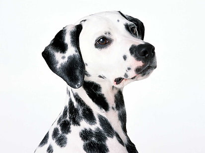 dalmatian, Wallpaper HD HD wallpaper