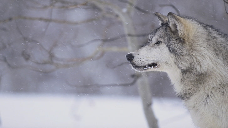lobo, nieve, Fondo de pantalla HD