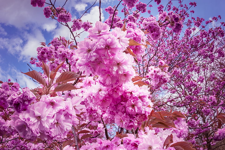 розовое лиственное дерево, сакура, вишня, цветы, HD обои