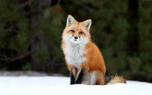 fox, 4K, snow, HD wallpaper HD wallpaper