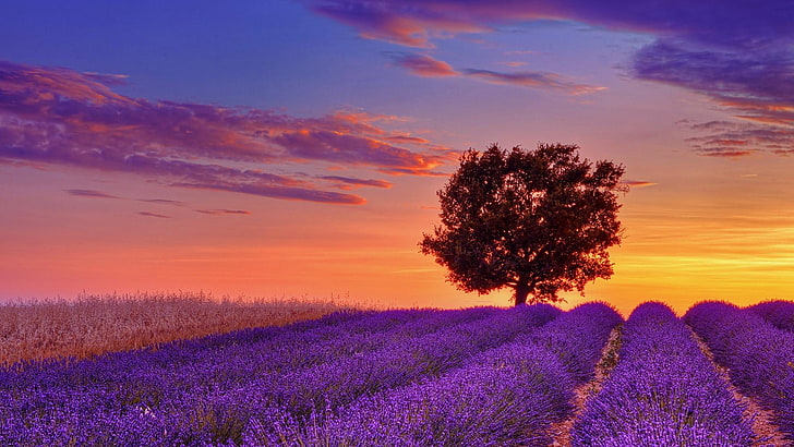 bidang lavender, lavender, lapangan, matahari terbenam, bunga, pohon tunggal, pohon, pohon kesepian, pertanian lavender, Wallpaper HD