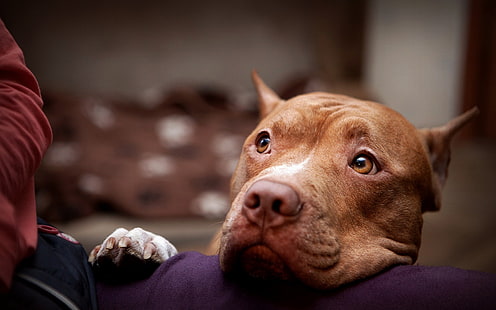 dorosły brązowy amerykański pit bull terrier, pies, Tapety HD HD wallpaper