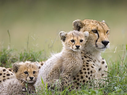animais, bebê, guepardos, filhotes, HD papel de parede HD wallpaper