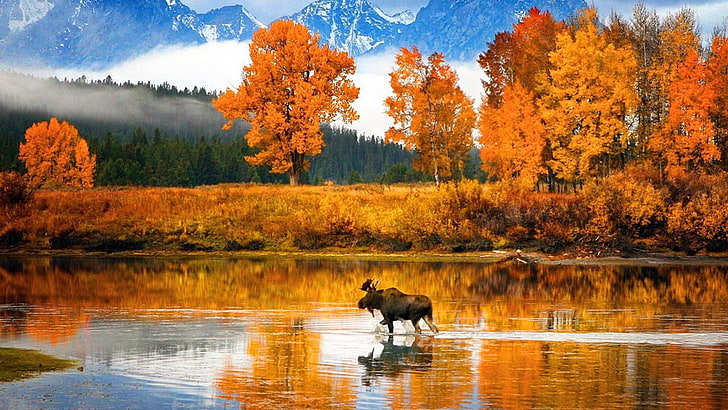 leaves, landscape, national park, grand teton national park, bank, sky, wyoming, united states, tree, river, autumn, snake river, wilderness, water, nature, reflection, yellow leaves, elk, mountain, moose, HD wallpaper