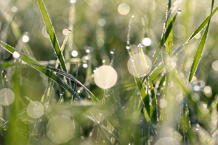 grama verde com bokeh na fotografia de foco seletivo, grama verde, bokeh, foco seletivo, fotografia, gramado, molhado, orvalho, gotas, gotas de água, curva, nevoeiro, névoa, enevoado, condensação, umidade, esfera, glóbulo, esférico, globularluz, distorção, brilhante, desfoque, folha, sombra, sombras, frança, foto, natureza, gota, aranha Web, gota de chuva, grama, aranha, verão, planta, chuva, ao ar livre, HD papel de parede