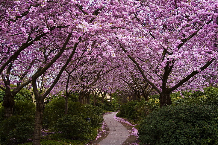 purple flowers, trees, flowers, Park, Japan, Sakura, alley, flowering, the bushes, HD wallpaper