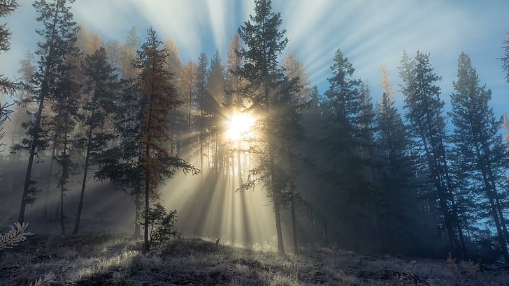 matahari terbit, hutan, embun beku, alam, Wallpaper HD
