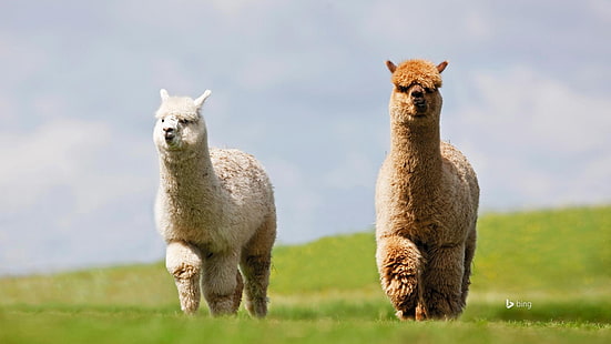 Happy Alpaca-Bing Desktop Wallpaper, two llama, HD wallpaper HD wallpaper