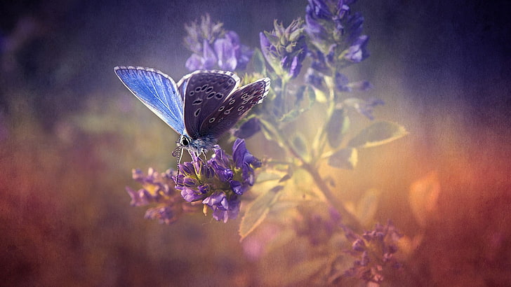 blå och svart fjäril, fjäril, blommor, konsistens, insekt, natur, HD tapet