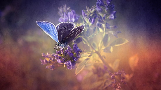 niebieski i czarny motyl, motyl, kwiaty, tekstura, owad, natura, Tapety HD HD wallpaper