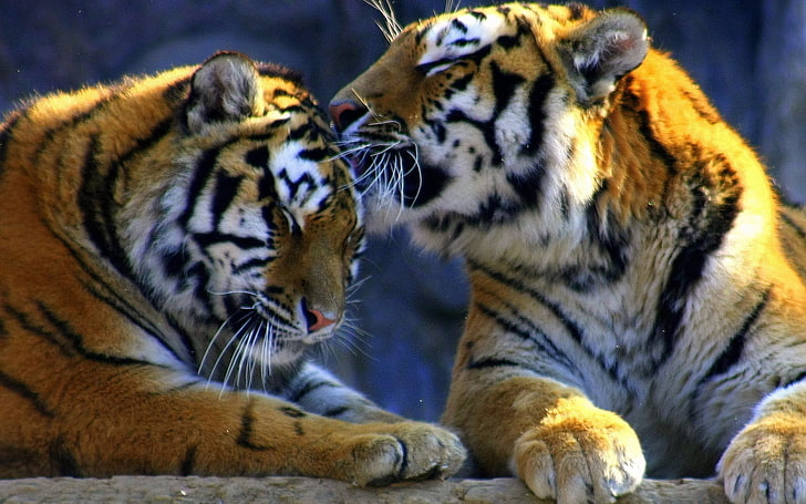 two yellow-black-and-white tigers, weasel, predators, tigers, caring, HD wallpaper