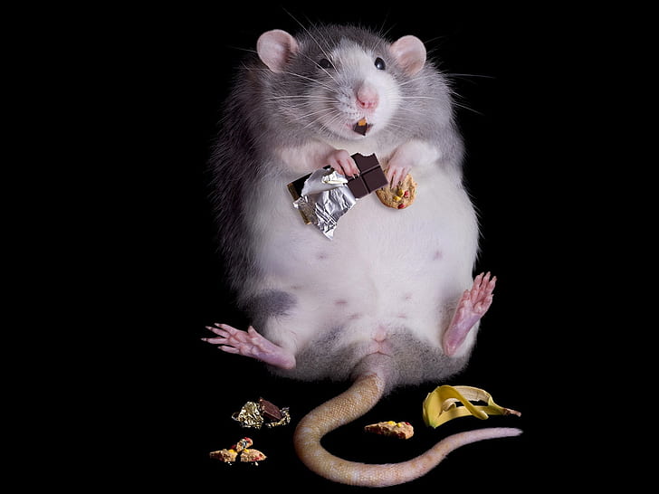 крыса, жир, еда, шоколад, HD обои