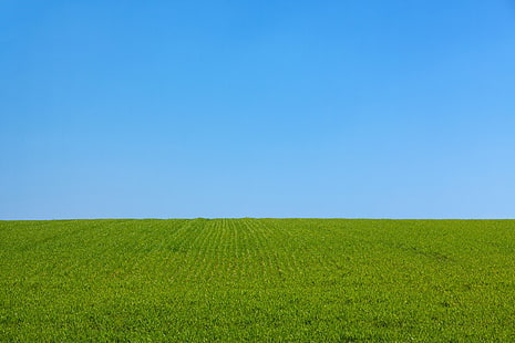 zielona trawa pole, niebieski, pole, trawa, zieleń, krajobraz, trawniki, przyroda, park, rośliny, niebo, Tapety HD HD wallpaper