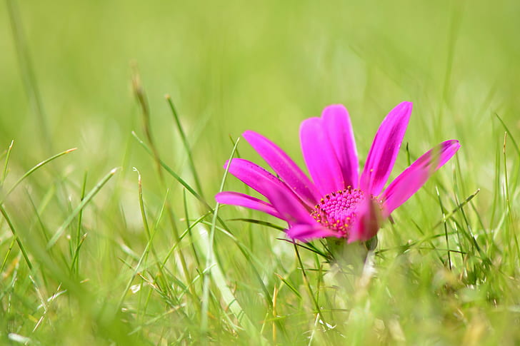 selektywna fotografia ostrości różowego kwiatu w pobliżu traw, coś, selektywna ostrość, fotografia, różowy, trawy, fioletowy kwiat, Nikon D5100, makro, natura, roślina, kwiat, lato, łąka, trawa, kwiat Głowa, płatek, na zewnątrz, wiosna, piękno natury, zbliżenie, kolor zielony, kolor różowy, Tapety HD