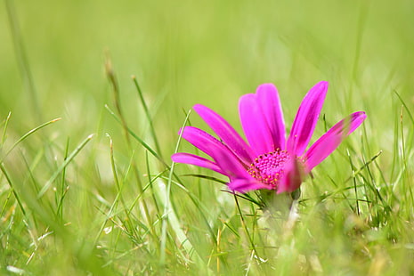 selektywna fotografia ostrości różowego kwiatu w pobliżu traw, coś, selektywna ostrość, fotografia, różowy, trawy, fioletowy kwiat, Nikon D5100, makro, natura, roślina, kwiat, lato, łąka, trawa, kwiat Głowa, płatek, na zewnątrz, wiosna, piękno natury, zbliżenie, kolor zielony, kolor różowy, Tapety HD HD wallpaper