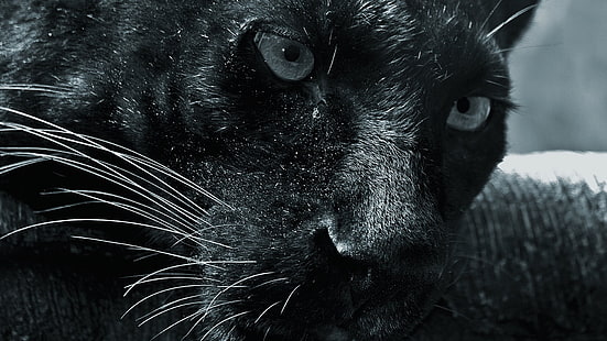 siyah Panter, panterler, büyük kediler, hayvanlar, HD masaüstü duvar kağıdı HD wallpaper