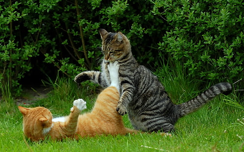 Cat Fight, забавный кот, фон, HD обои HD wallpaper