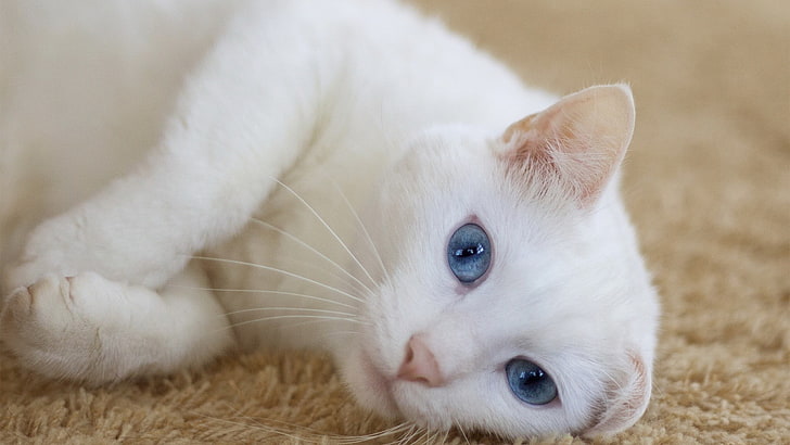cat, animals, blue eyes, HD wallpaper