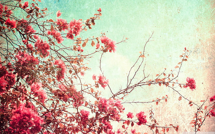 شجرة ذات أوراق وردية ، طبيعة ، نباتات، خلفية HD