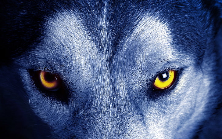 животные, крупным планом, лицо, мех, природа, волк, желтые глаза, HD ...