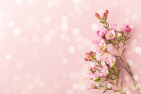  background, Flowers, branch, HD wallpaper HD wallpaper