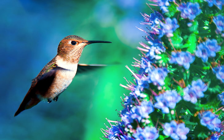 Hummingbird in flight-Spring Bird Photo Wallpaper, HD wallpaper