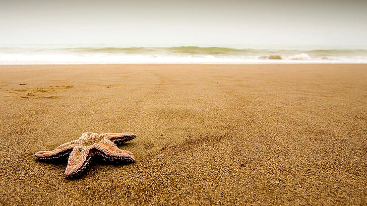 Estrela do mar na praia, praia, estrela do mar, animais, HD papel de parede