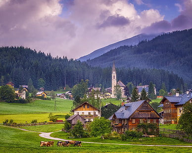 montanhas, casa, Áustria, vale, vacas, Alpes, Igreja, Vale de Gosau, Gosau, Alta Áustria, HD papel de parede HD wallpaper