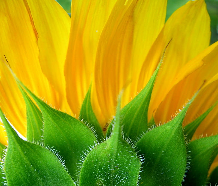 green and yellow leaf plant close-up photo, green, yellow, leaf, plant, close-up, photo, flower, sunflower, lexington  kentucky, arboretum, wow, top, f25, creative_commons, nature, green Color, HD wallpaper