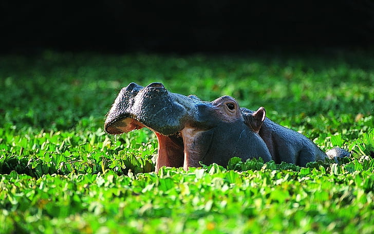 Common Hippo, black rhinoceros, vegetation, pond, bathing, Common Hippo, or the hippopotamus (Hippopotamus amphib, HD wallpaper