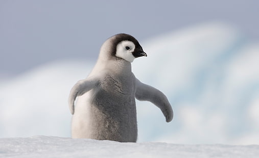 Pinguinbaby, Antarktis, weißer und grauer Pinguin, Tiere, Vögel, Reisen / Antarktis, Kälte, Schnee, Pinguin, Antarktis, Pinguinbaby, HD-Hintergrundbild HD wallpaper