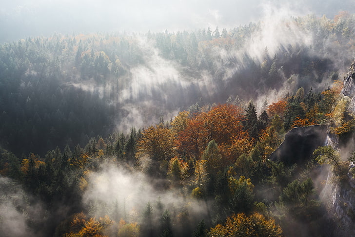 Arbres, 4K, forêt, brouillard, bois, Fond d'écran HD