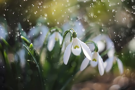 Makro, Regen, Frühling, Schneeglöckchen, HD-Hintergrundbild HD wallpaper