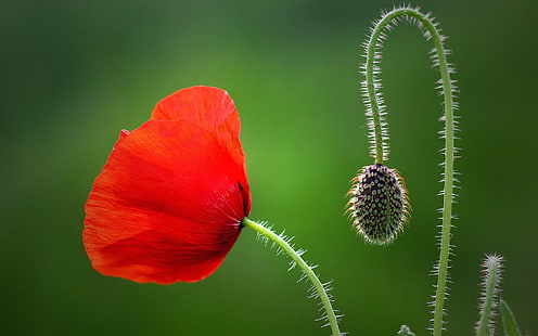Flor de amapola roja, pétalos, flor de pétalos rojos, rojo, amapola, flor, pétalos, Fondo de pantalla HD HD wallpaper