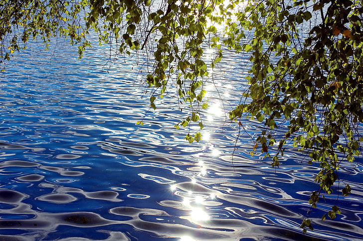 green leaves, leaves, branches, glare, ruffle, solar, over the water, bent, HD wallpaper