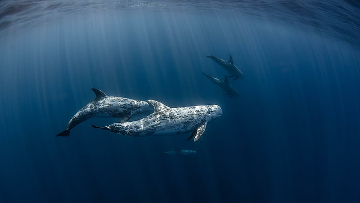 air, lumba-lumba, lumba-lumba hidung botol umum, mamalia laut, biologi kelautan, bawah air, laut, Wallpaper HD