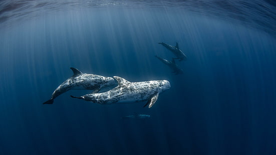 water, dolphin, common bottlenose dolphin, marine mammal, marine biology, underwater, sea, HD wallpaper HD wallpaper