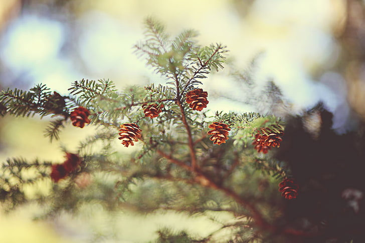 brwon pine cone lot, needles, nature, spruce, focus, branch, bumps, bokeh, HD wallpaper